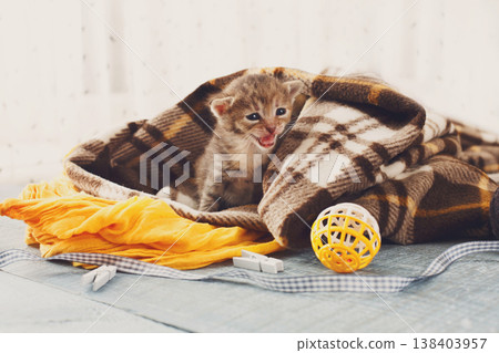 Grey striped newborn kitten in a plaid blanket. Sweet adorable tiny kitten on a serenity blue wood background play with cat toy and ribbon. Small cat. Funny kitten crawling and meowing 138403957