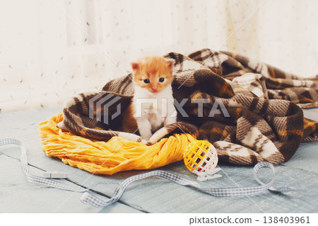 Red orange newborn kitten in a plaid blanket. Sweet adorable tiny kitten on a serenity blue wood background play with cat toy and ribbon. Small cat. Funny kitten crawling and meowing Red orange newborn kitten in a plaid blanket. Sweet adorable tiny kitten on a serenity blue wood background play with cat toy and ribbon. Small cat. Funny kitten crawling and meowing 138403961