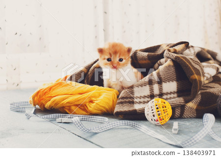 Red orange newborn kitten in a plaid blanket. Sweet adorable tiny kitten on a serenity blue wood background play with cat toy and ribbon. Small cat. Funny kitten crawling and meowing 138403971