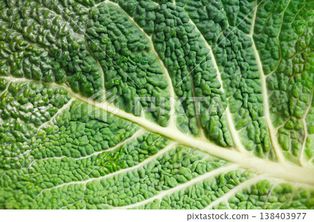 A leaf of a savoy cabbage closeup, the leaf veins and texture, macro A leaf of a savoy cabbage closeup, the leaf veins and texture, macro 138403977