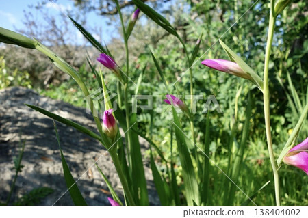 wild gladiolus wild gladiolus 138404002
