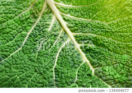 A leaf of a savoy cabbage closeup, the leaf veins and texture, macro A leaf of a savoy cabbage closeup, the leaf veins and texture, macro 138404077