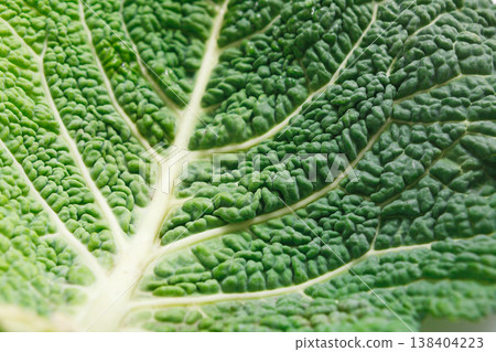 A leaf of a savoy cabbage closeup, the leaf veins and texture, macro 138404223