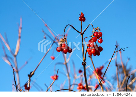 Red Fruits Of A Highbush Cranberry In Winter Red Fruits Of A Highbush Cranberry In Winter 138404242