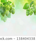 Close view of hop cones with soft green bokeh, summer nature concept and purity 138404338