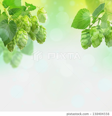 Close view of hop cones with soft green bokeh, summer nature concept and purity Close view of hop cones with soft green bokeh, summer nature concept and purity 138404338
