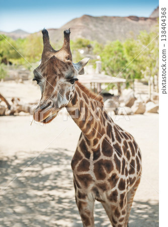 giraffe 138404368