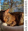 Cat rests in sunlight by the window on a cool afternoon in a serene living room surrounded by trees 138404405