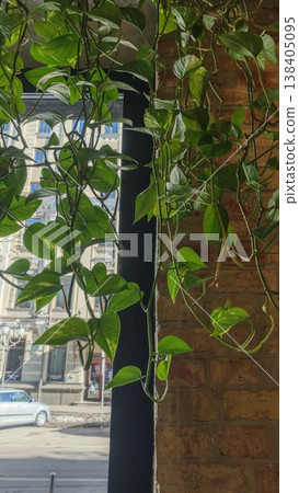 Green indoor plants with trailing vines hang near a window, showcasing a brick wall and a view of a city street outside in bright daylight Green indoor plants with trailing vines hang near a window, showcasing a brick wall and a view of a city street outside in bright daylight 138405095