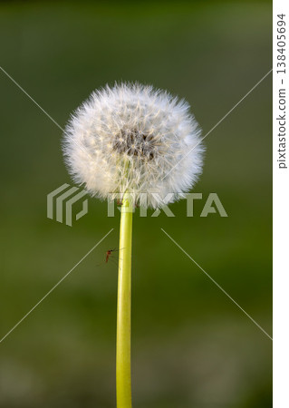 Dandelion seeds dancing in the sunlight with a tiny mosquito perched nearby, capturing a moment of nature's wonder 138405694