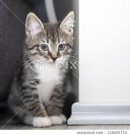 Cute tabby kitten exploring a cozy living room corner during a sunny afternoon Cute tabby kitten exploring a cozy living room corner during a sunny afternoon 138405714
