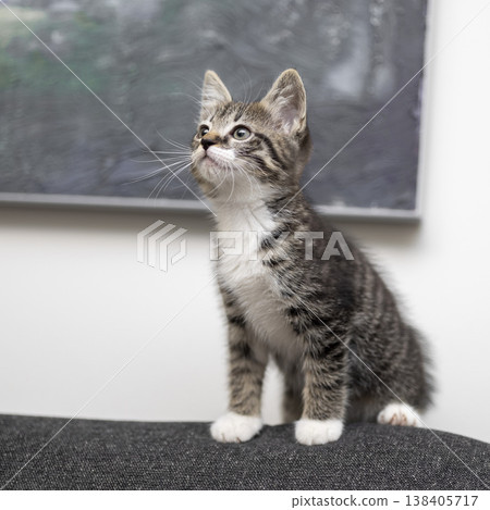 Curious kitten gazes upward with wonder in a cozy indoor setting during a calm afternoon Curious kitten gazes upward with wonder in a cozy indoor setting during a calm afternoon 138405717