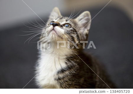 Curious kitten gazes upward in a warm, cozy setting, capturing the essence of playful innocence and wonder Curious kitten gazes upward in a warm, cozy setting, capturing the essence of playful innocence and wonder 138405720