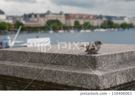 Sparrow at the bridge Sparrow at the bridge 138406063