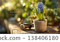 Blue Hyacinth Flower in Stone Pot with Spring Greeting 138406180