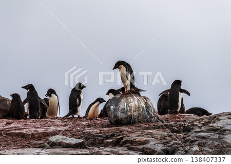 Impression of the Adelie Penguin Colony at the fish islands Impression of the Adelie Penguin Colony at the fish islands 138407337