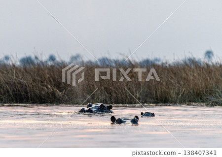 Hippos in the Okavango Delta Hippos in the Okavango Delta 138407341