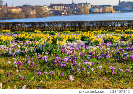 Purple crocus flowers and yellow daffodils on the lawn at spring 138407342
