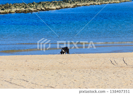 Border collie dog running at the sand beach Border collie dog running at the sand beach 138407351