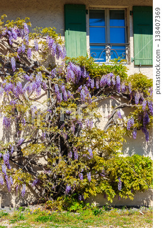 Flowering violet wisteria creeper on the wall Flowering violet wisteria creeper on the wall 138407369