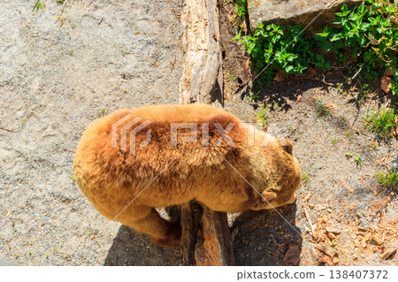 Bear in Bear Pit in Bern, Switzerland. Bear is a symbol of Bern city Bear in Bear Pit in Bern, Switzerland. Bear is a symbol of Bern city 138407372