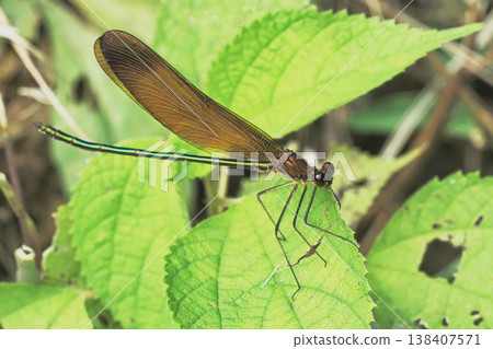 Miyamakawa Dragonfly(男) Miyamakawa Dragonfly(男) 138407571
