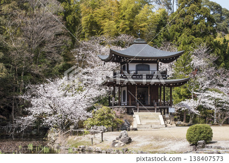 京都著名的賞櫻勝地－觀秀寺。櫻花盛開，日式庭園美景盡收眼底。風景如畫的庭園，京都的熱門旅遊景點。 138407573