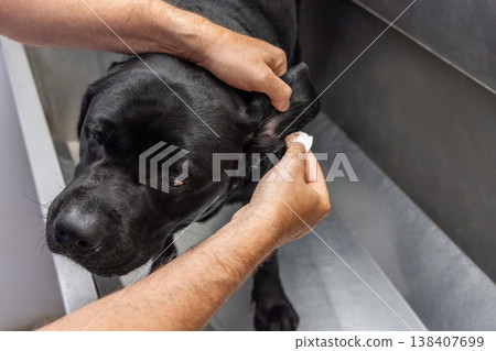 Black labrador ear cleaning in a self service dog wash tub with owner hands using cotton pad gently 138407699