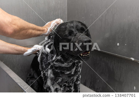 Foamy black labrador enjoys a shampoo wash in a self service bath as owner lathers wet coat gently 138407701