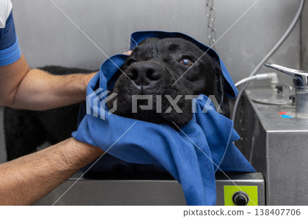 Attentive gaze of a black labrador wrapped in a soft blue towel owner supports damp head with care 138407706