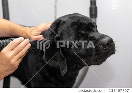 Relaxed black labrador dries with a grooming blower as owner hands guide the nozzle at shoulder 138407707