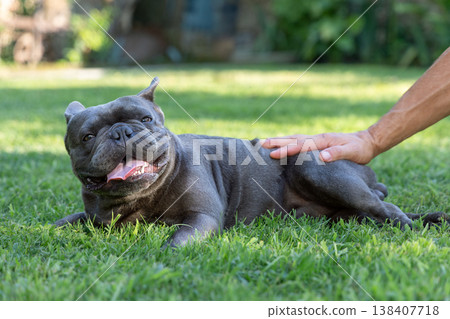 Blue French bulldog enjoys strokes on green lawn 138407718