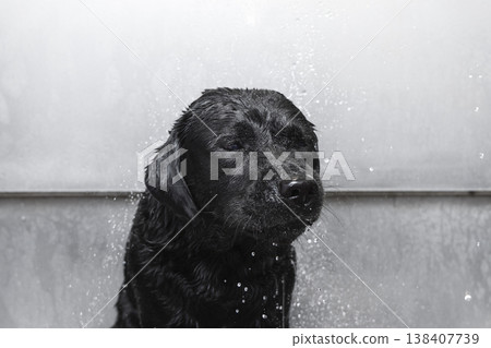 Water drops surround wet black labrador in grooming bath close portrait shows glossy fur calm joy Water drops surround wet black labrador in grooming bath close portrait shows glossy fur calm joy 138407739