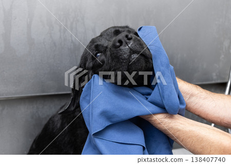 Black labrador wrapped in blue towel after washing leans up calmly owner dries damp head with care Black labrador wrapped in blue towel after washing leans up calmly owner dries damp head with care 138407740