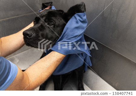 Post bath black labrador wrapped in blue towel as owner lifts fabric around ears shoulders with care 138407741