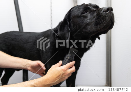 Warm air drying of a black labrador after bathing as the owner guides a dryer under neck Warm air drying of a black labrador after bathing as the owner guides a dryer under neck 138407742