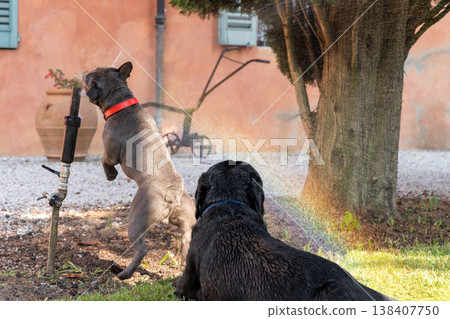 Black Labrador rests near a sprinkler while a blue French Bulldog rises into water jet in sunny yard Black Labrador rests near a sprinkler while a blue French Bulldog rises into water jet in sunny yard 138407750