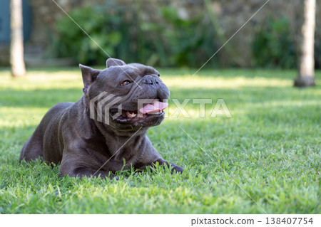 Blue French bulldog resting on fresh summer lawn Blue French bulldog resting on fresh summer lawn 138407754