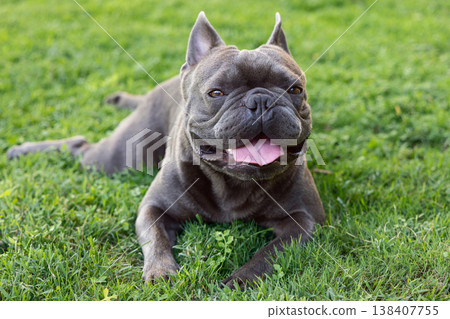 Blue French bulldog portrait on grass in daylight Blue French bulldog portrait on grass in daylight 138407755