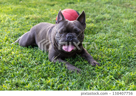 Pedigree blue French Bulldog lies on the lawn facing camera with a red toy ball Pedigree blue French Bulldog lies on the lawn facing camera with a red toy ball 138407756