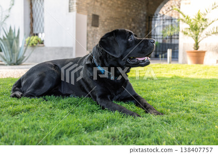 Black Labrador retriever lies on fresh green lawn in a villa courtyard with glossy fur blue collar 138407757