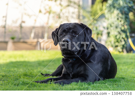 Black Labrador retriever rests on green lawn in quiet garden courtyard with calm 138407758