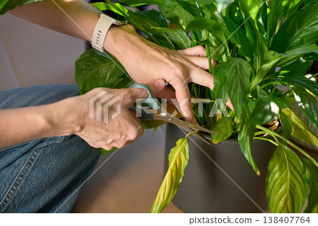 Hands pruning yellow leaves of peace lily in pot with scissors indoors Hands pruning yellow leaves of peace lily in pot with scissors indoors 138407764