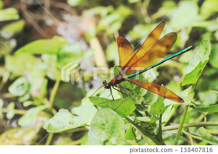 Miyamakawa Dragonfly（男） 138407816