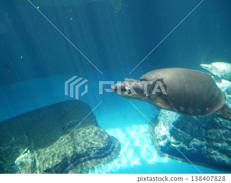一隻鱉在水族箱裡悠閒地遊著。 138407828