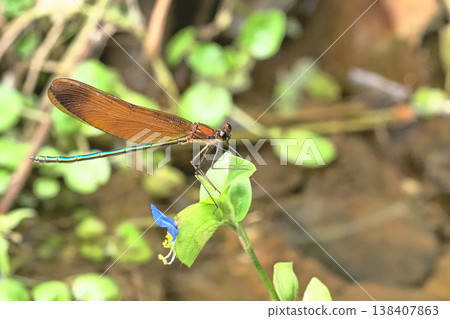 A male damselfly perched on a dayflower. A male damselfly perched on a dayflower. 138407863