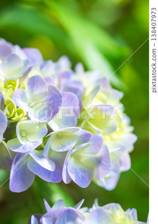 淺紫色繡球花，在雨季晴天開花 138407973