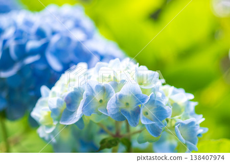 Blue hydrangeas blooming on a sunny day during the rainy season Blue hydrangeas blooming on a sunny day during the rainy season 138407974