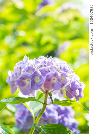 Pale purple hydrangeas blooming on a sunny day during the rainy season 138407983