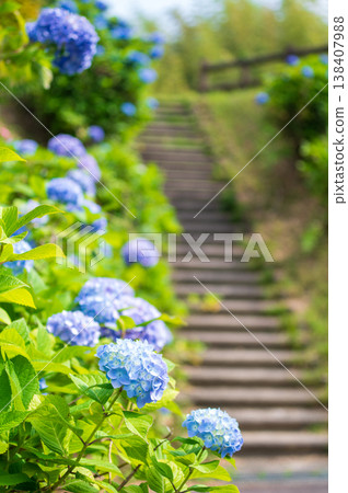 在雨季陽光明媚的日子裡綻放的藍色繡球花 138407988